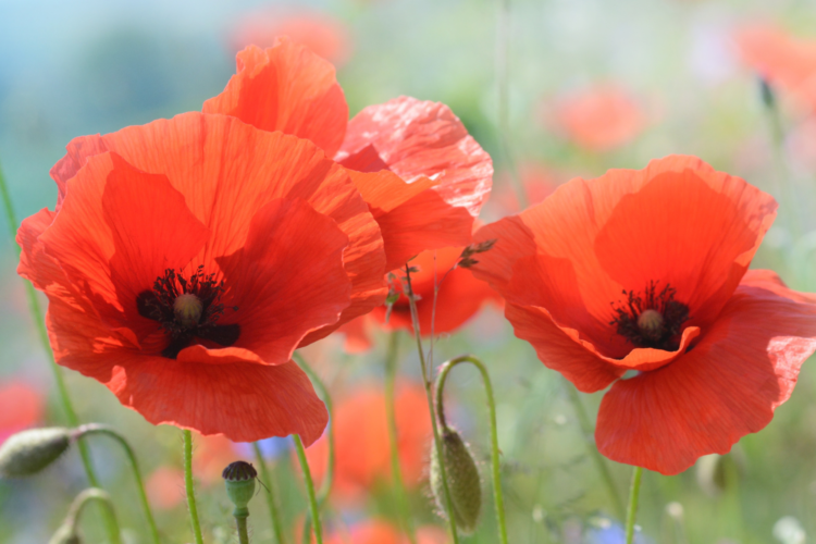 Papaver Praktijk bloemenveld