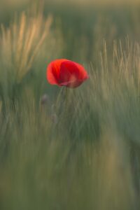 Papaver praktijk levensbegeleiding - bloem in het grasveld