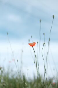 Papaver praktijk rouw op de werkvloer - bloem in het veld