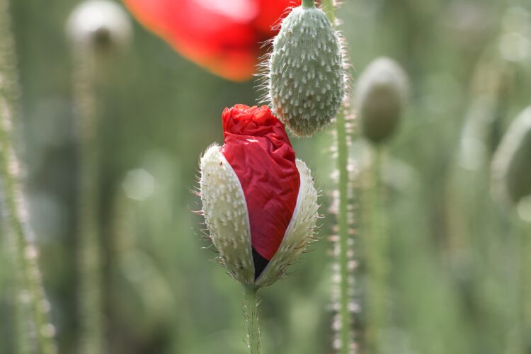 Papaver praktijk nabijheid bij sterven - ontknoppen van bloem